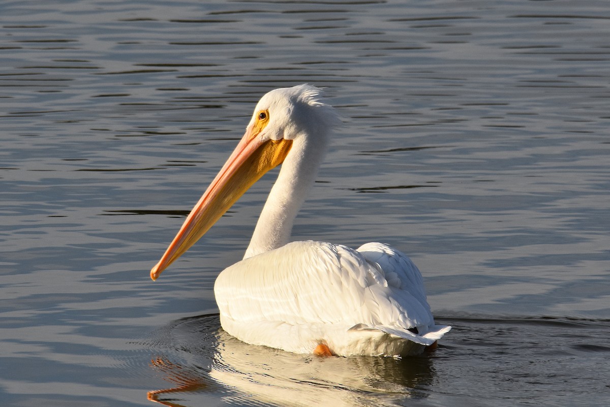 American White Pelican - ML81951911