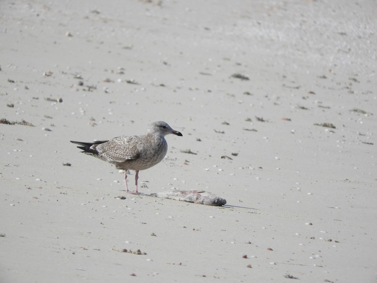 American Herring Gull - ML81952201
