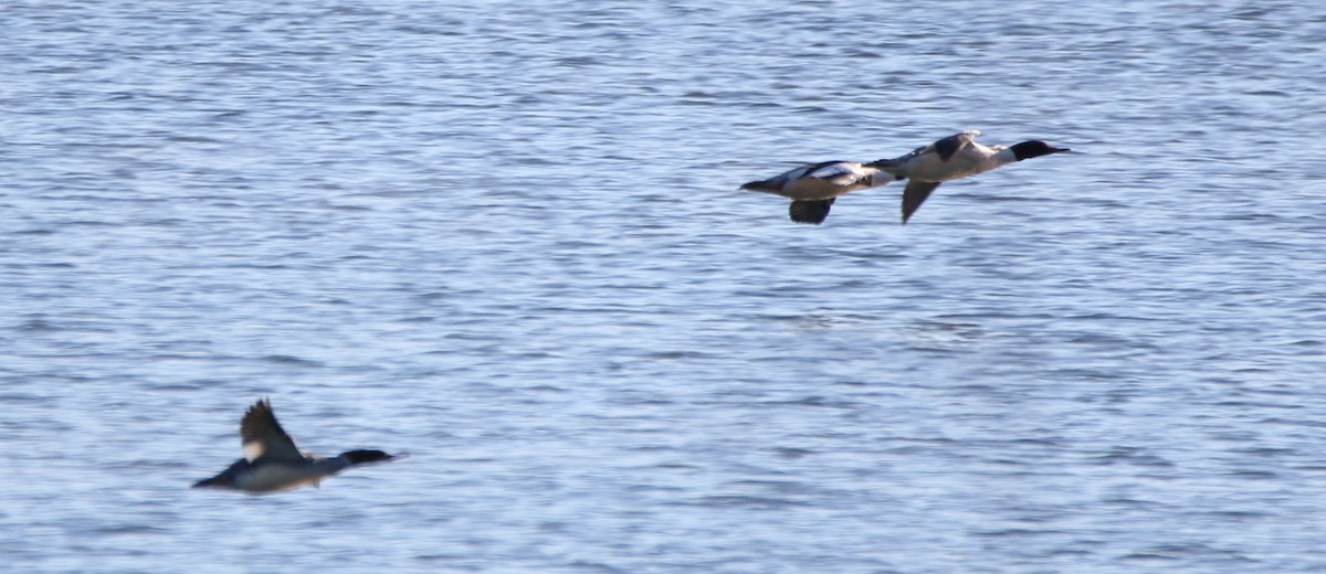 Common Merganser - ML81953291