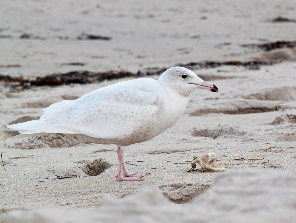 Glaucous Gull - Mark and Holly Salvato
