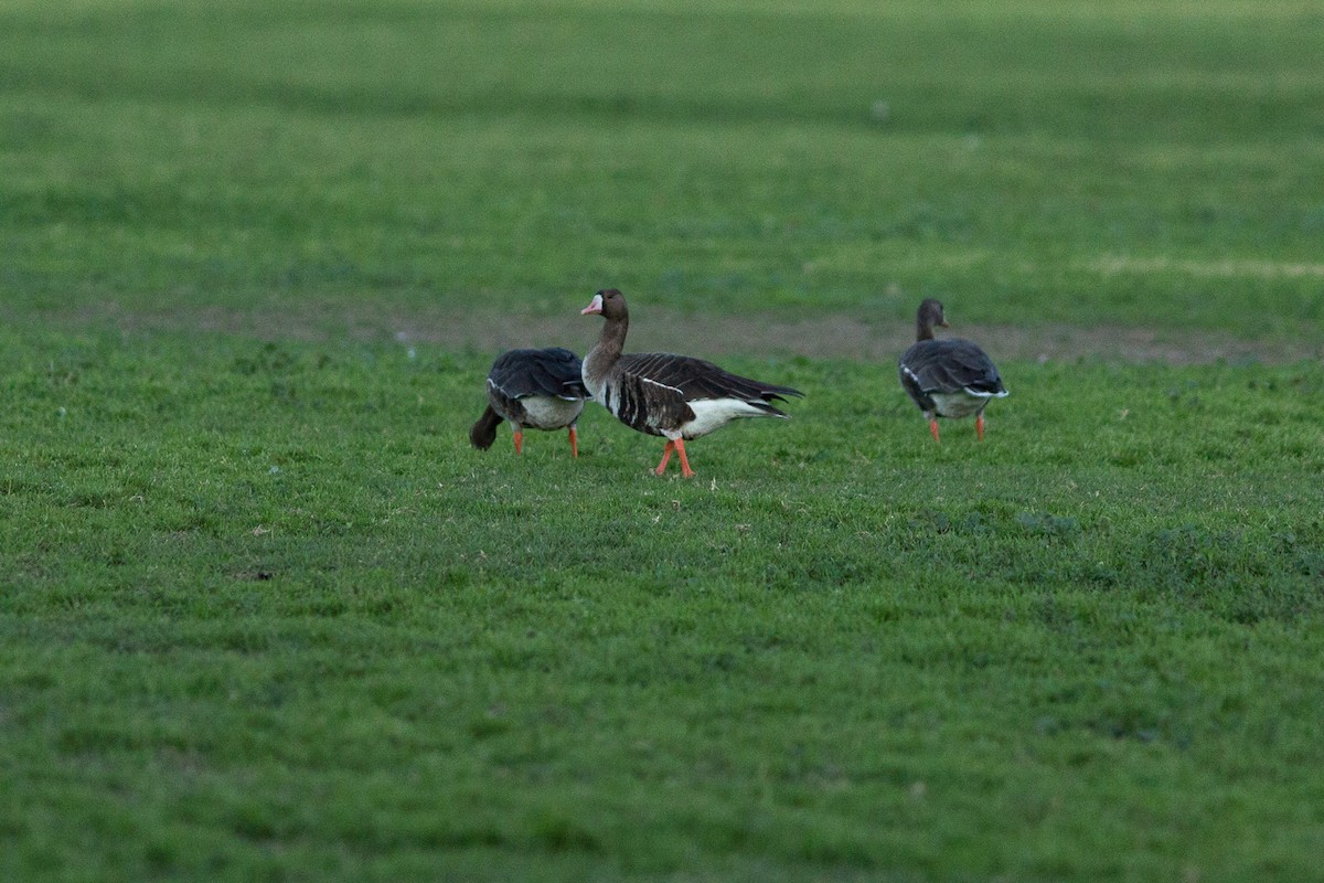 Greater White-fronted Goose - ML81954591