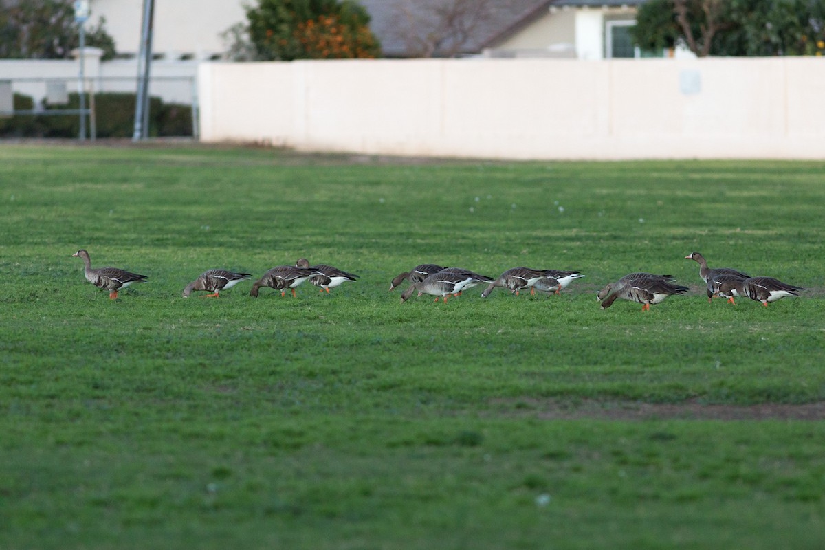 Greater White-fronted Goose - Chris Morrison