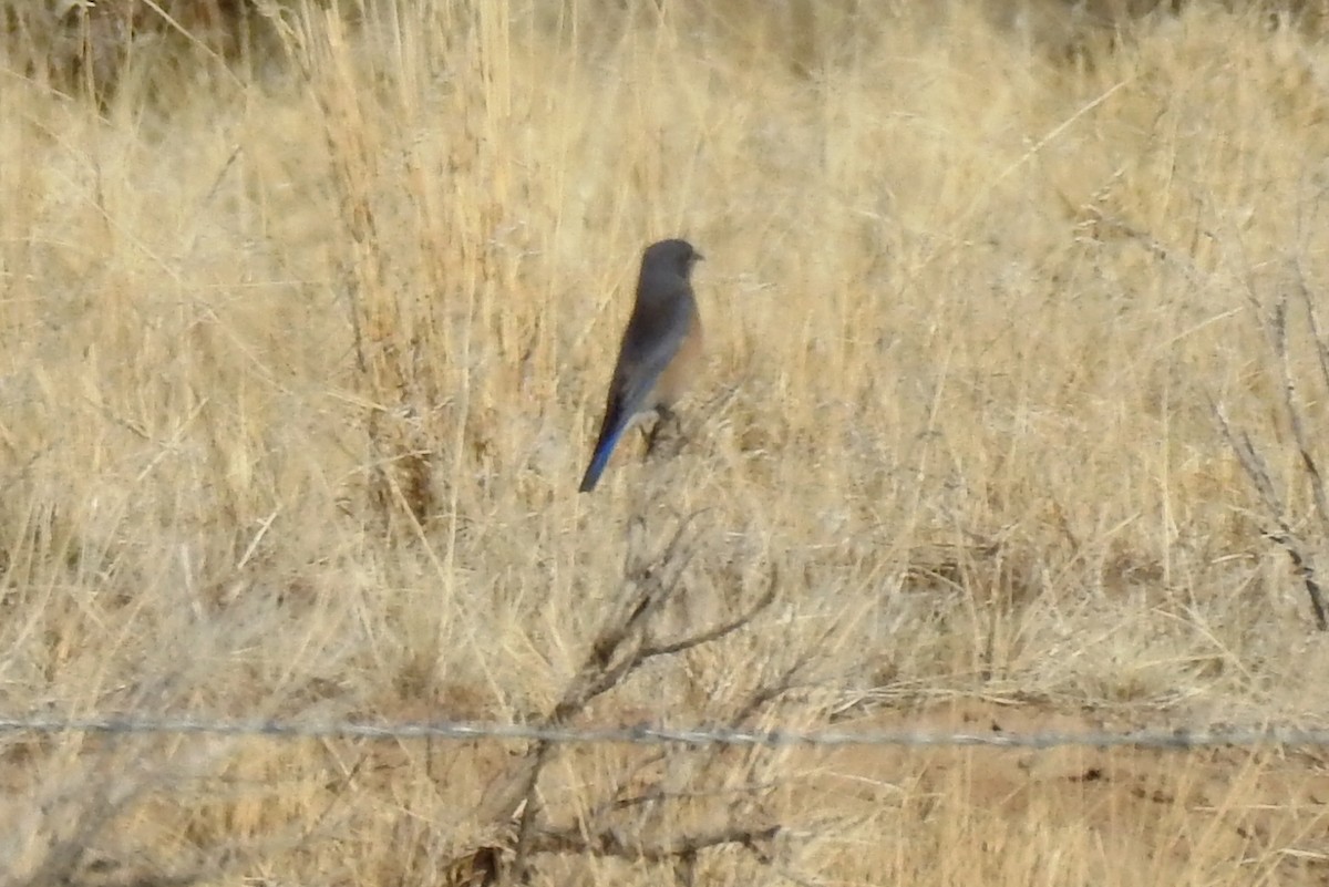 Western Bluebird - ML81955231