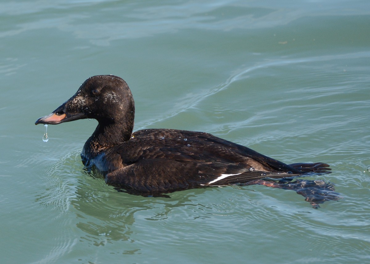 White-winged Scoter - Keith McCullough