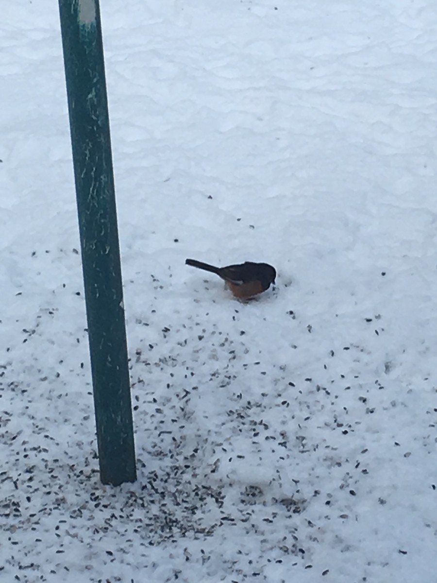 Eastern Towhee - ML81957381