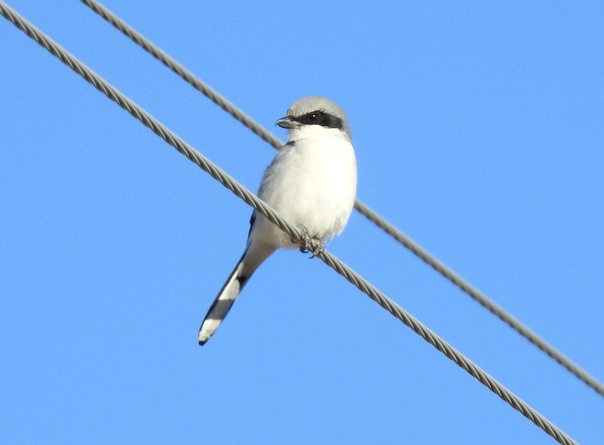 Loggerhead Shrike - Lauri Taylor