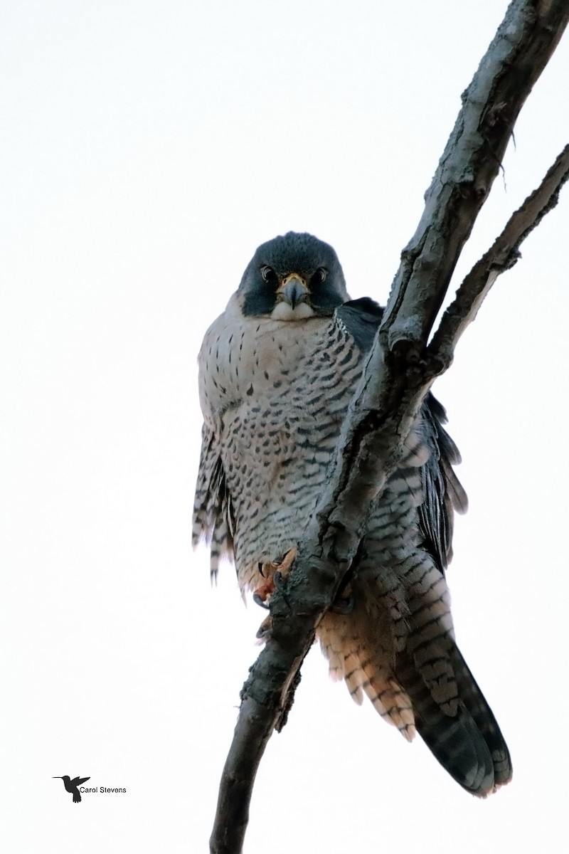 Peregrine Falcon - ML81960421