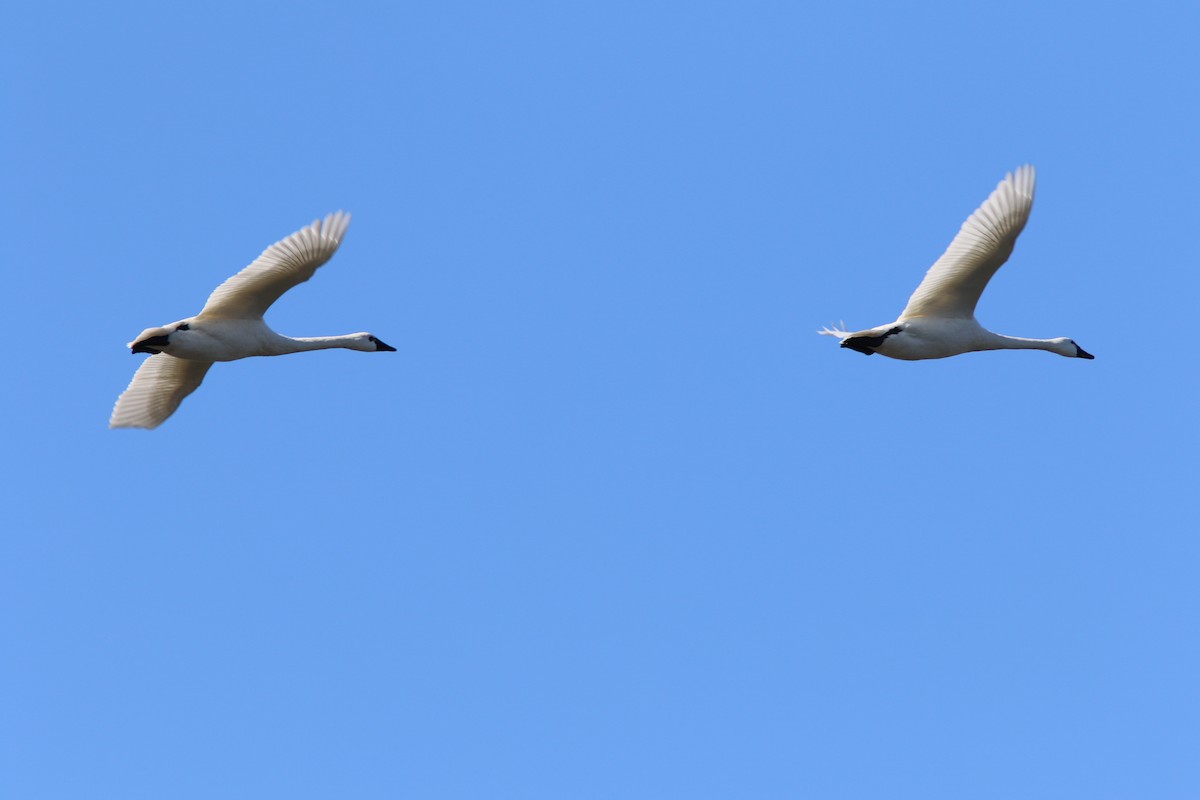 Tundra Swan - Tammy Conklin