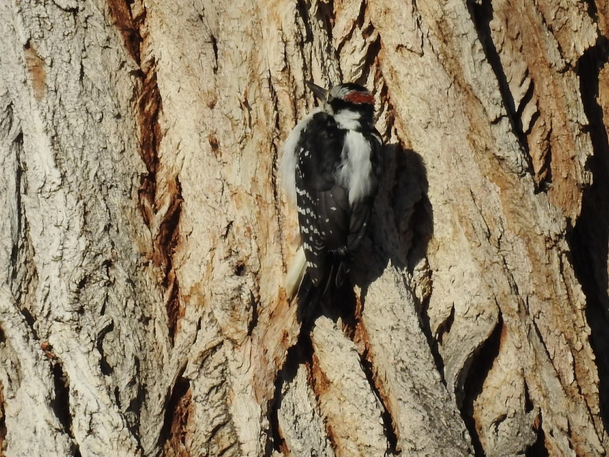 Hairy Woodpecker - Diane Roberts