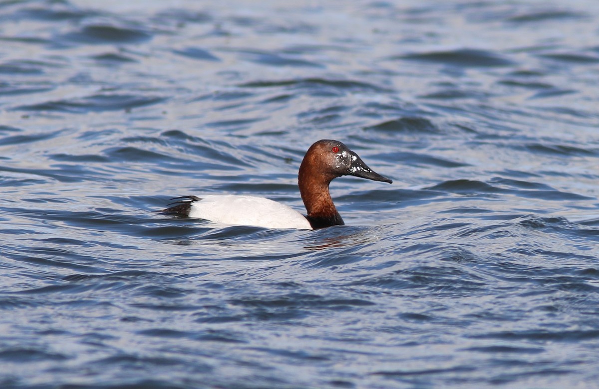 Canvasback - ML81964761