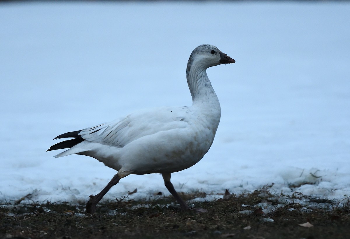 Ross's Goose - ML81965661