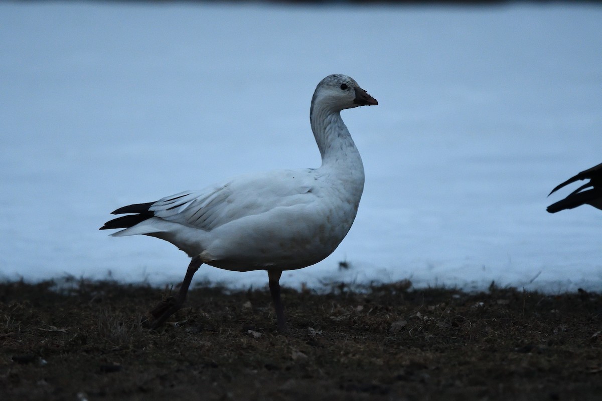 Ross's Goose - ML81965671