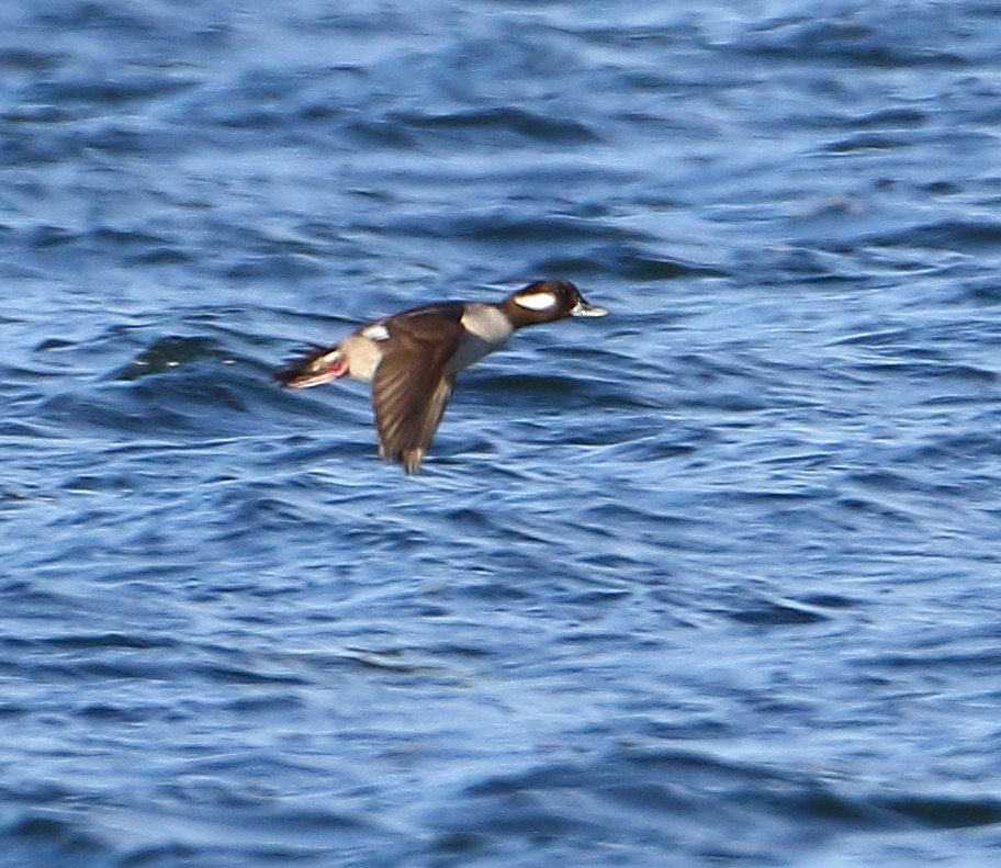 Bufflehead - ML81968891