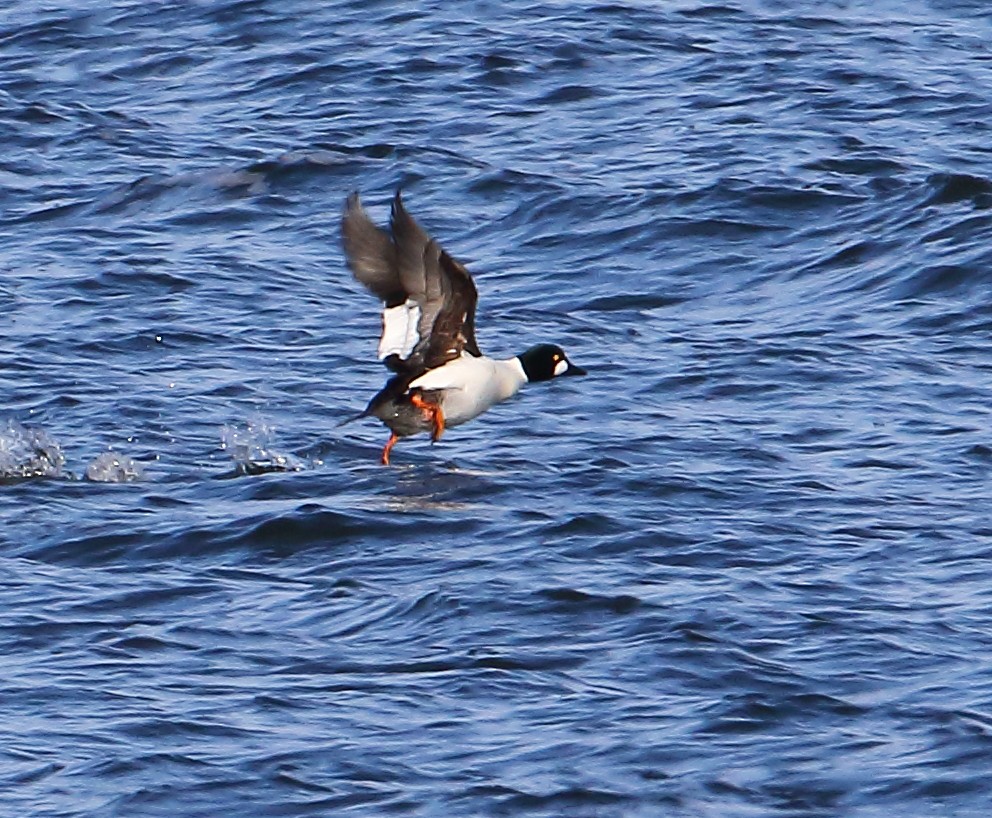 Common Goldeneye - ML81968921