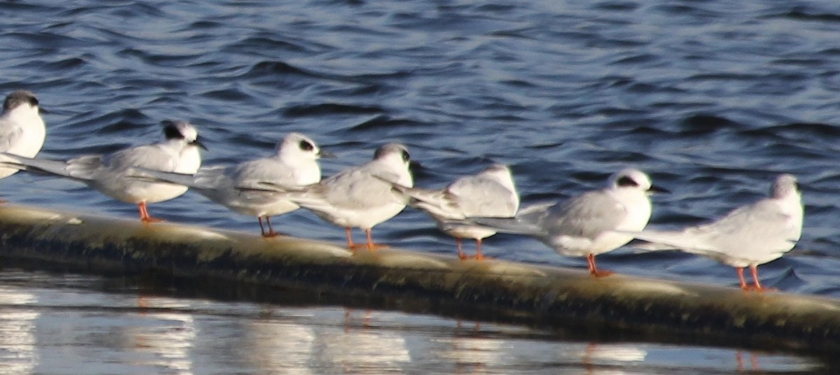 Forster's Tern - ML81969091