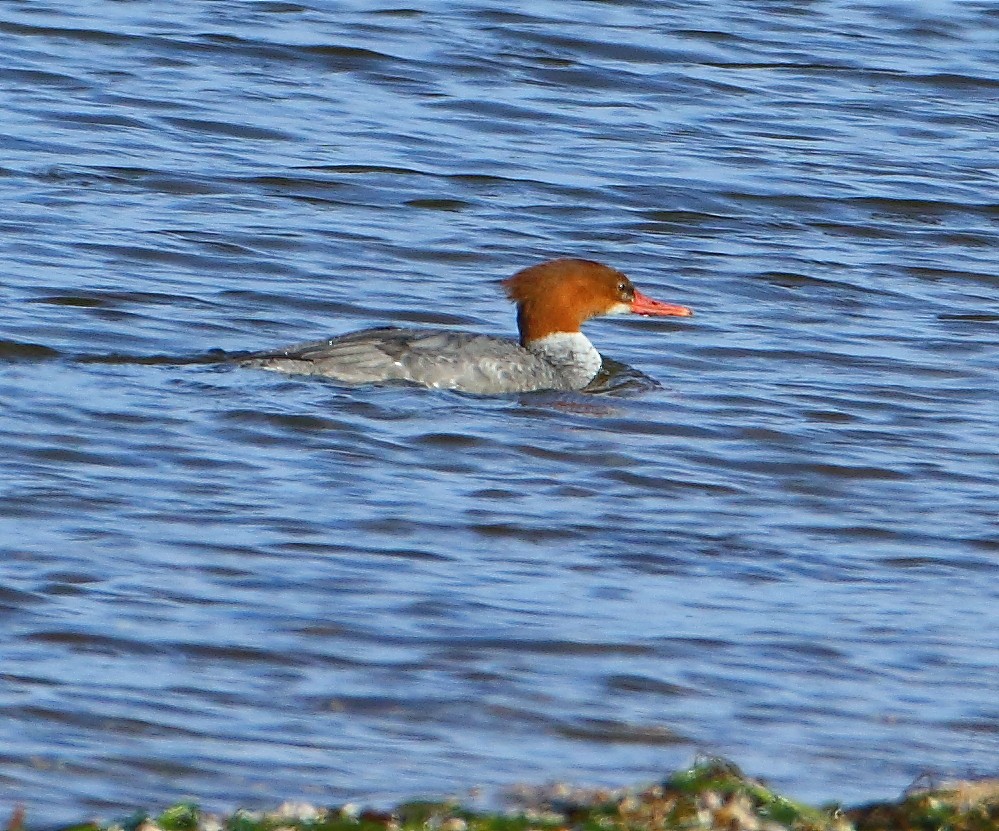 Common Merganser - ML81969121