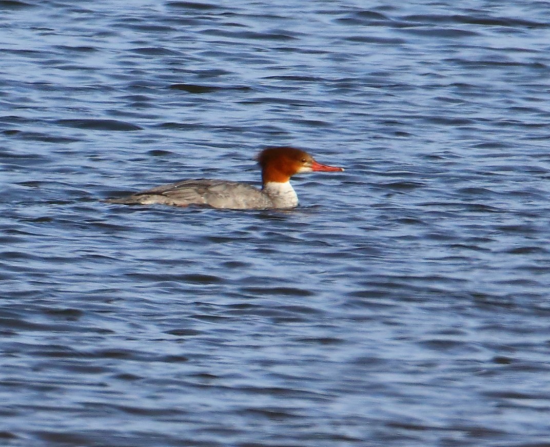 Common Merganser - ML81969131