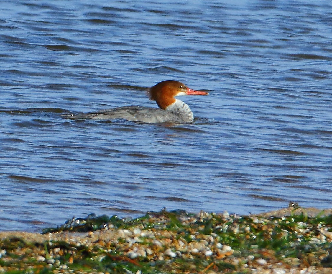 Common Merganser - ML81969141