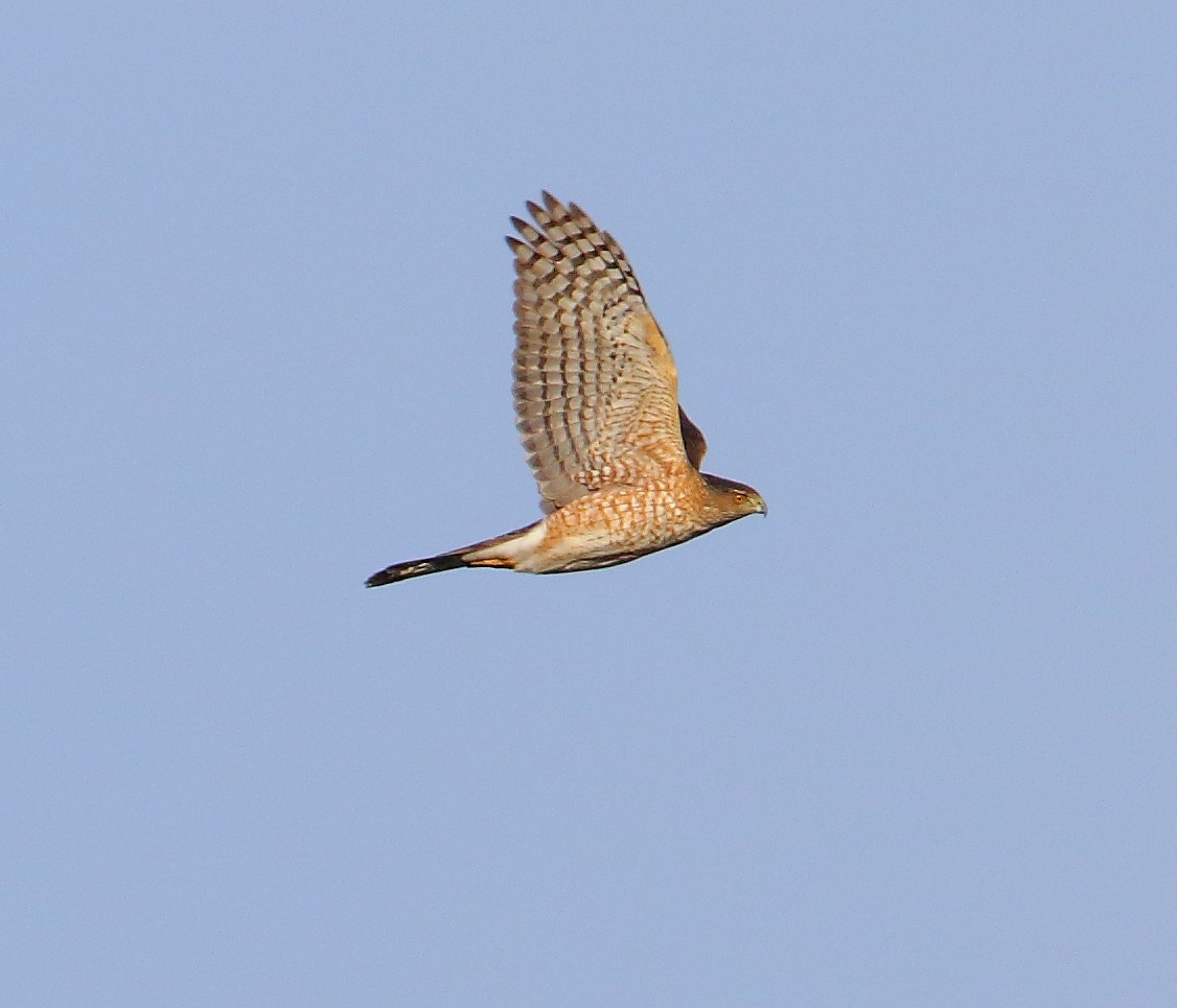 Cooper's Hawk - ML81969281