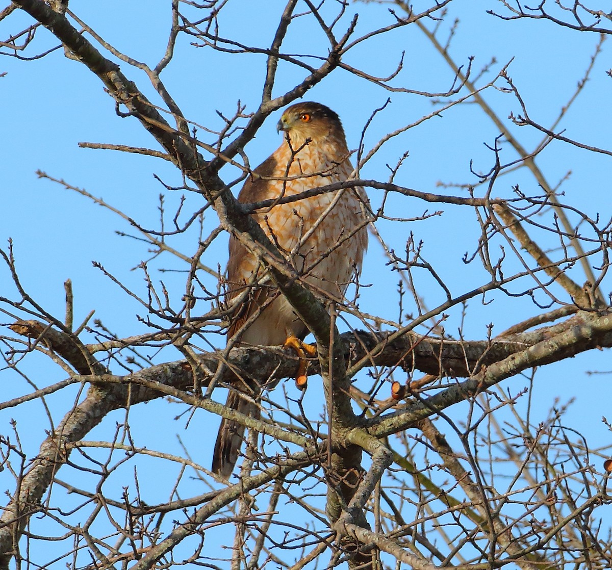 Cooper's Hawk - ML81969321