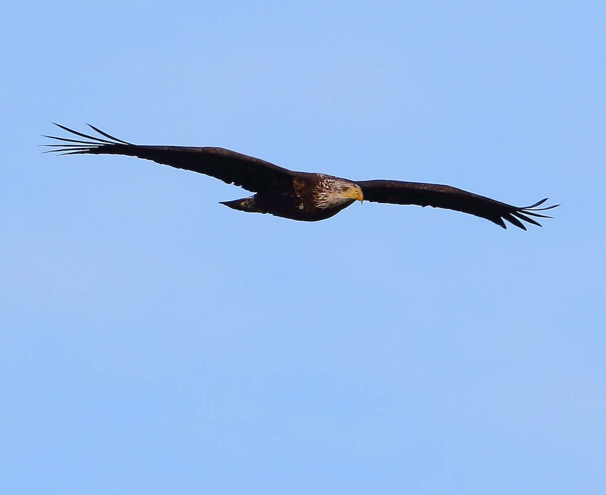 Bald Eagle - ML81969361