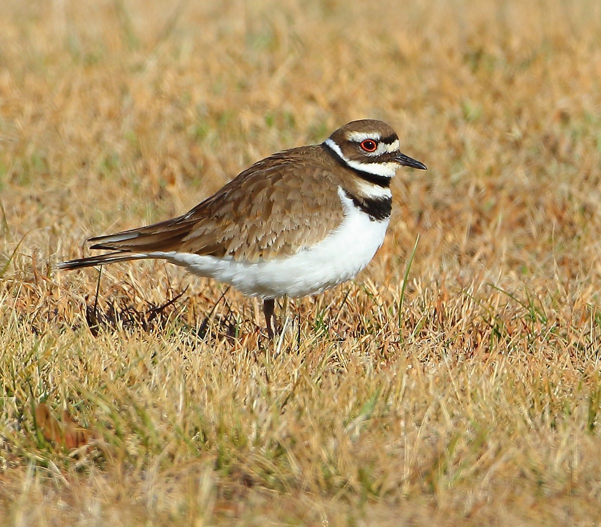 Killdeer - ML81969421