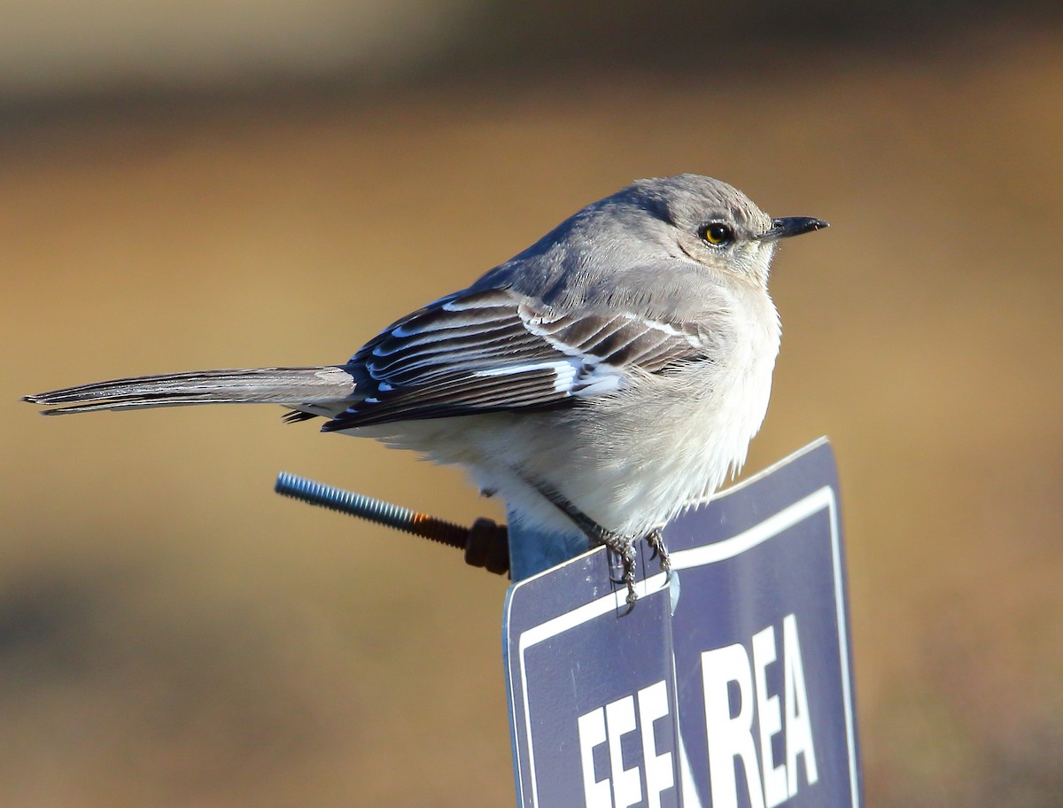 Northern Mockingbird - ML81969831