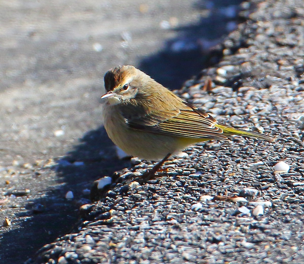 Palm Warbler - ML81969851