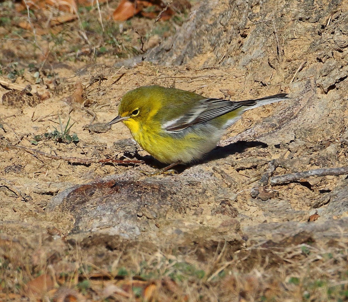 Pine Warbler - ML81969891