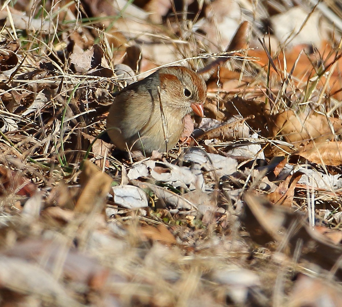 Field Sparrow - ML81970021