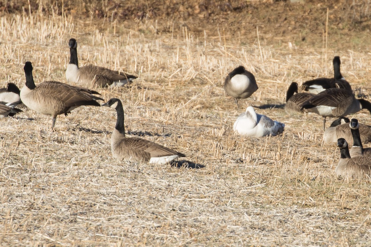 Snow Goose - ML81971841