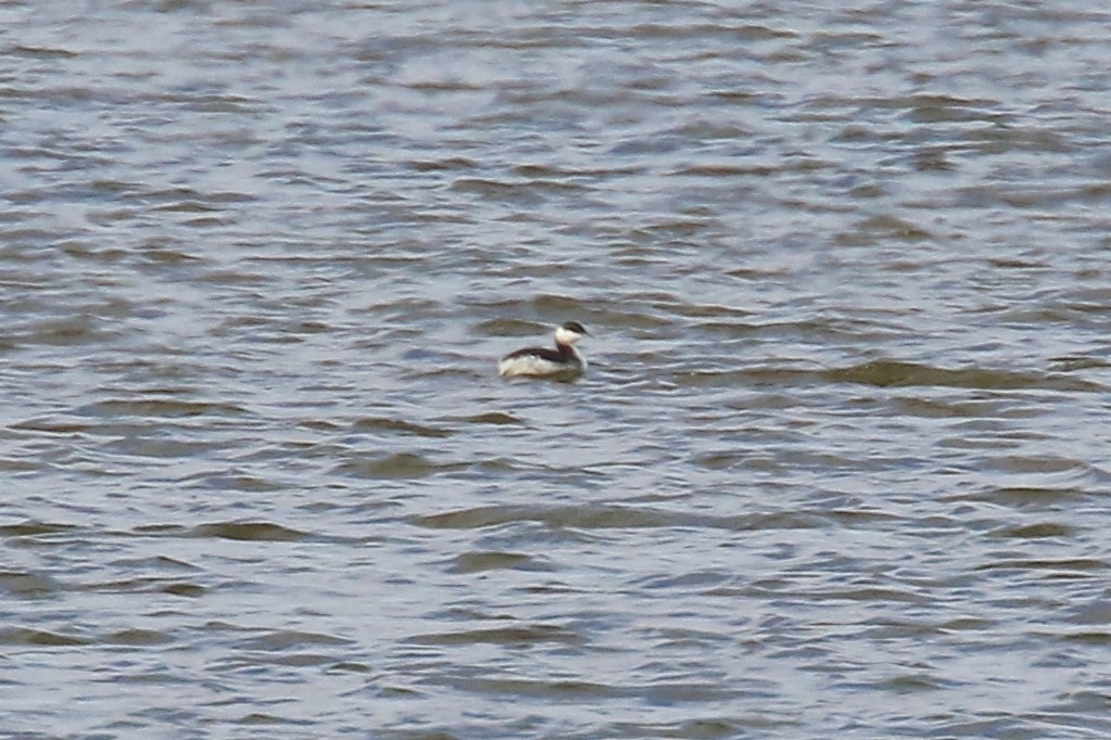 Horned Grebe - ML81972111