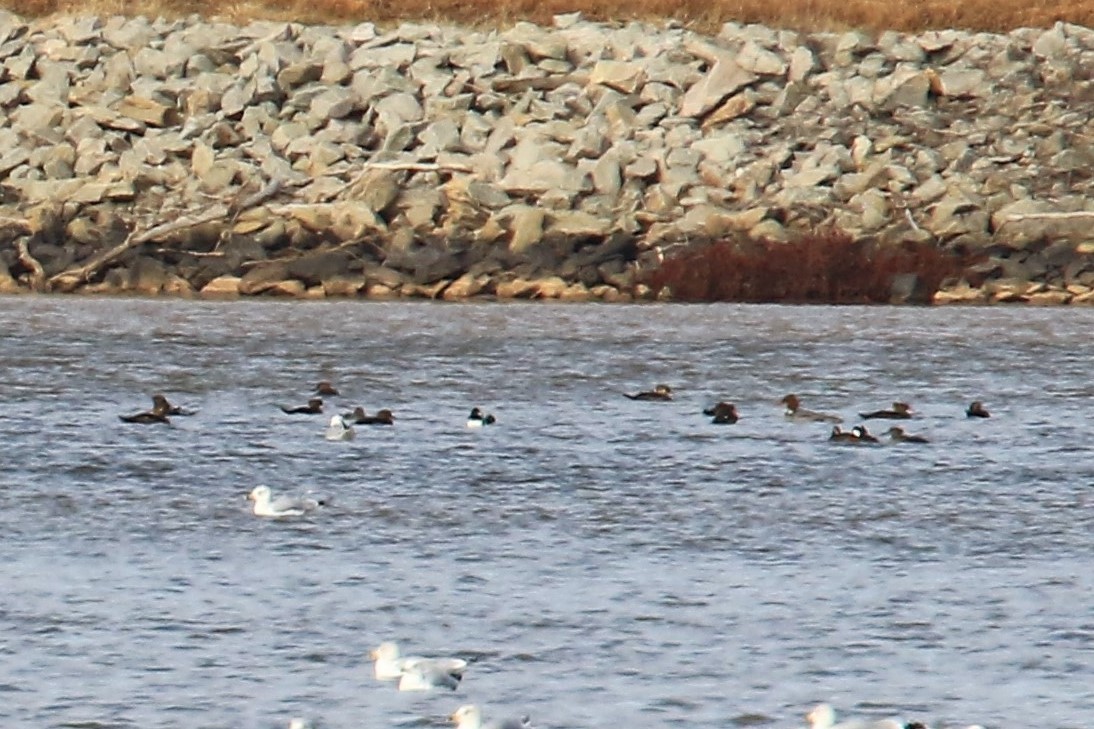 Common Merganser - ML81972331