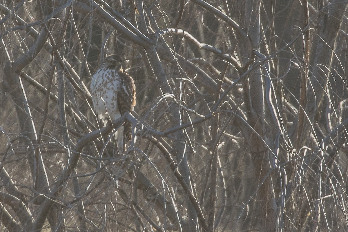 Red-shouldered Hawk - J.B. Churchill