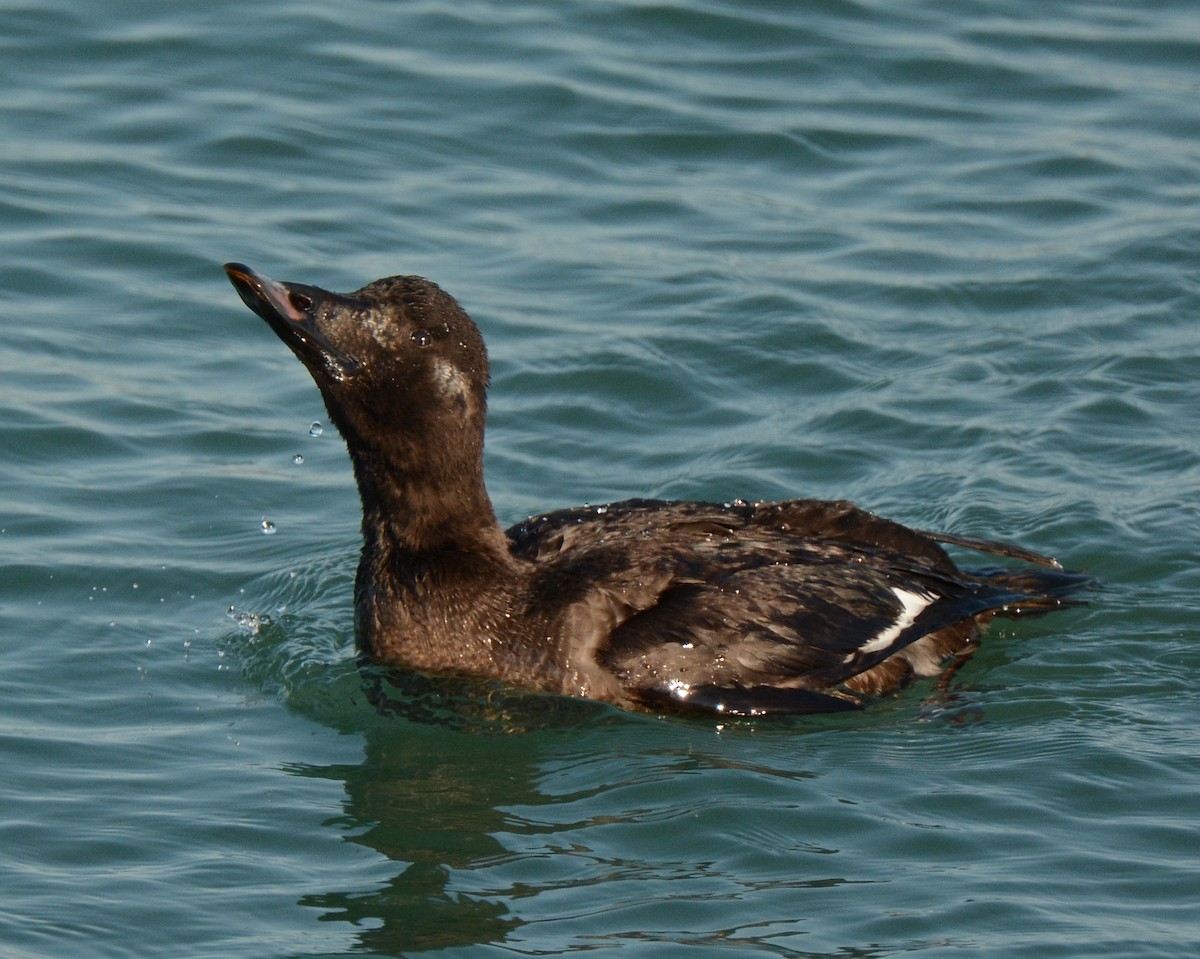 White-winged Scoter - Keith McCullough