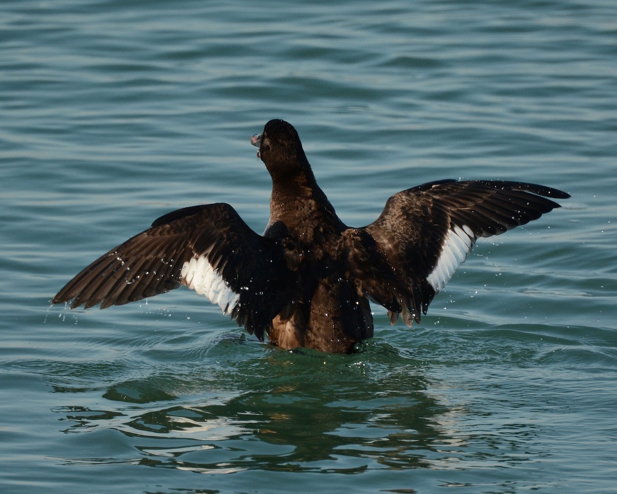 White-winged Scoter - Keith McCullough