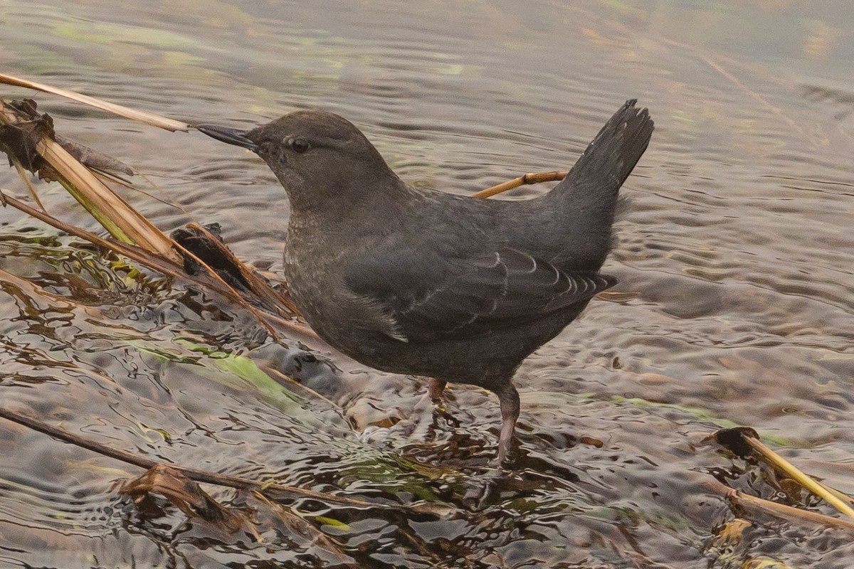 American Dipper - ML81973331