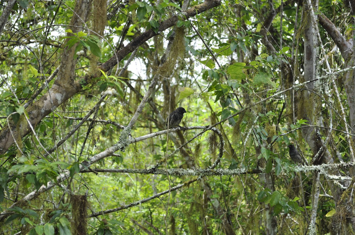 Pinzón de Darwin sp. - ML81973411