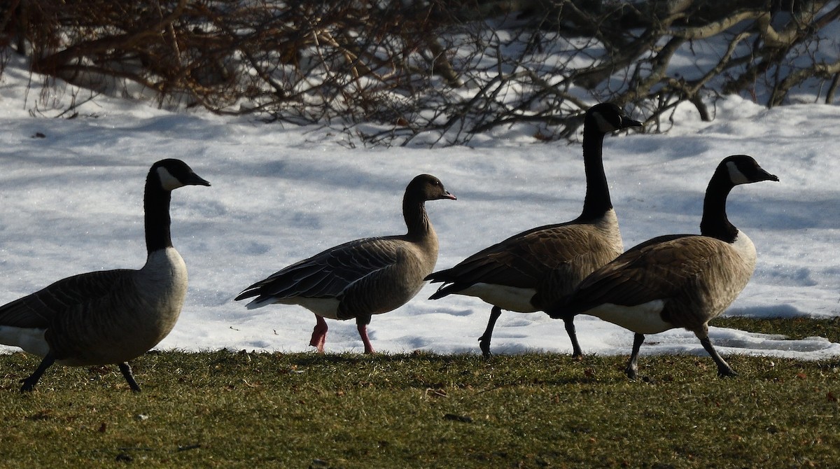 Pink-footed Goose - Cesar Castillo