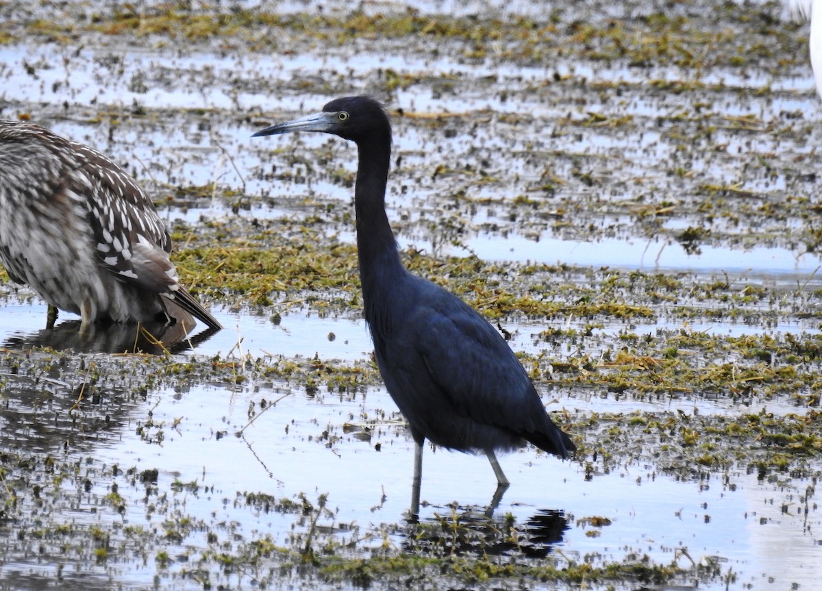 Little Blue Heron - Francisco Dubón