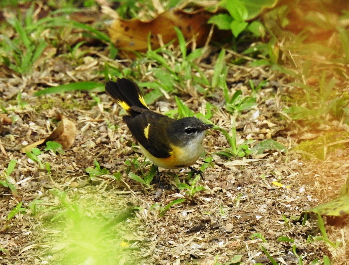 American Redstart - ML81975081