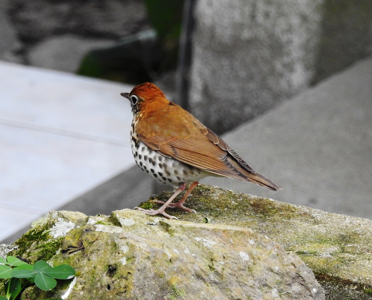 Wood Thrush - ML81975661