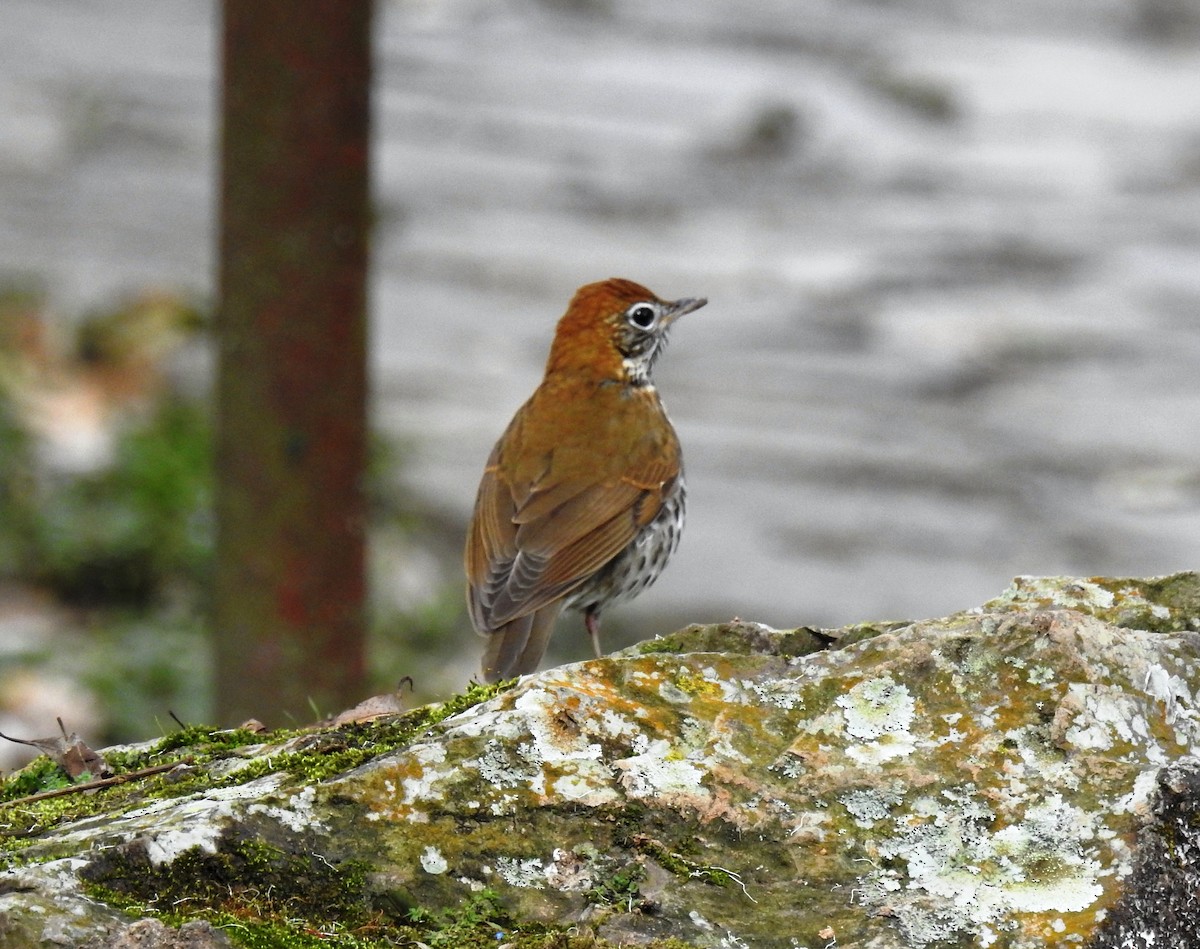 Wood Thrush - ML81975701