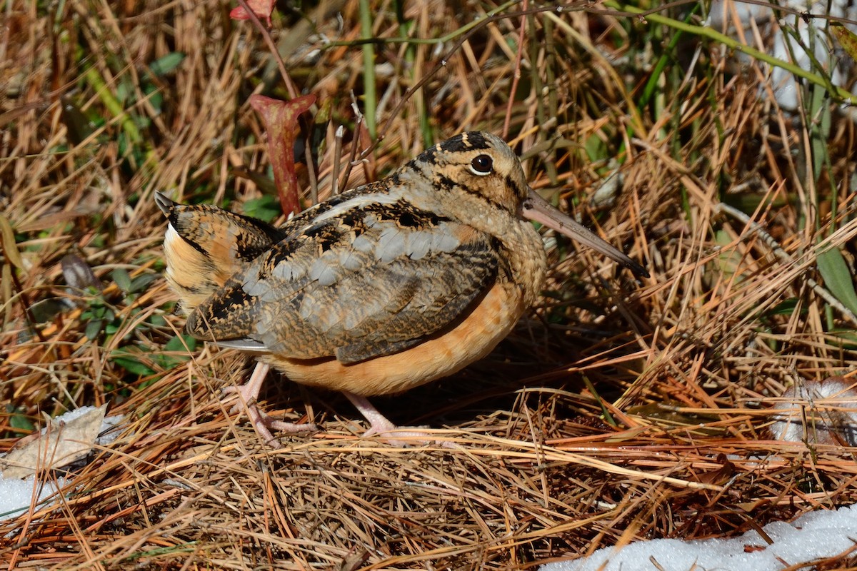 American Woodcock - ML81976291