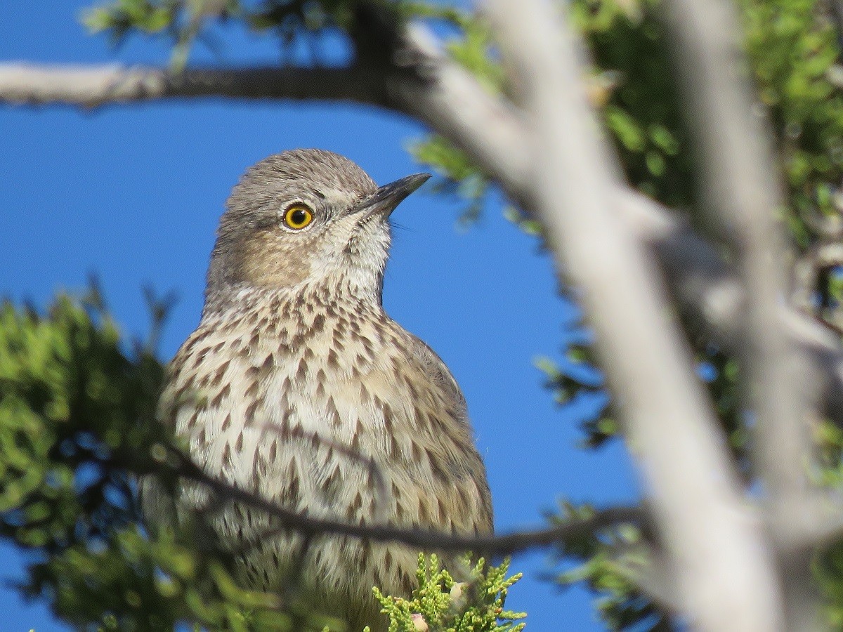 Sage Thrasher - Troy Corman