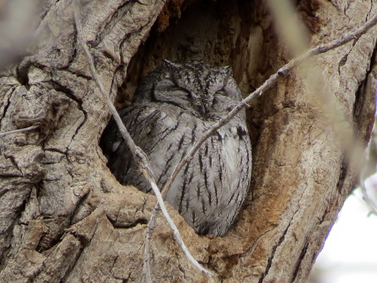 Western Screech-Owl - ML81977201