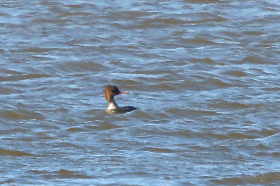 Red-breasted Merganser - ML81978121