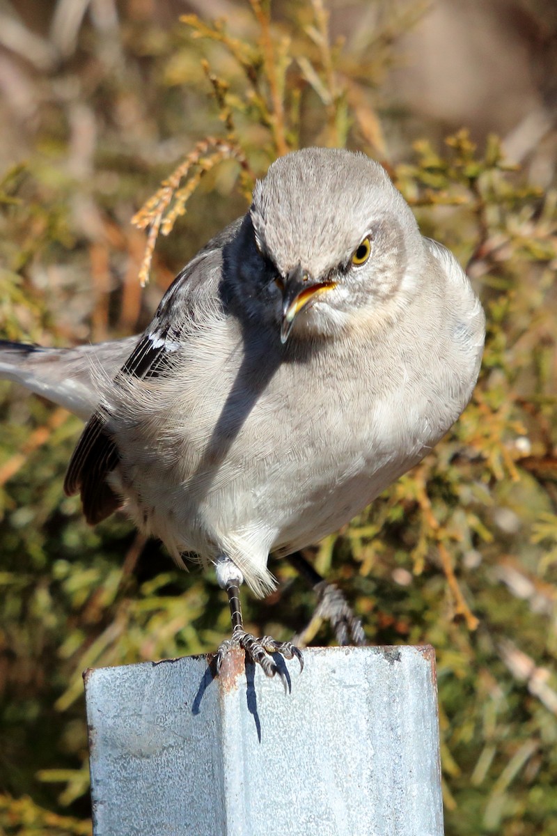 Northern Mockingbird - ML81978191