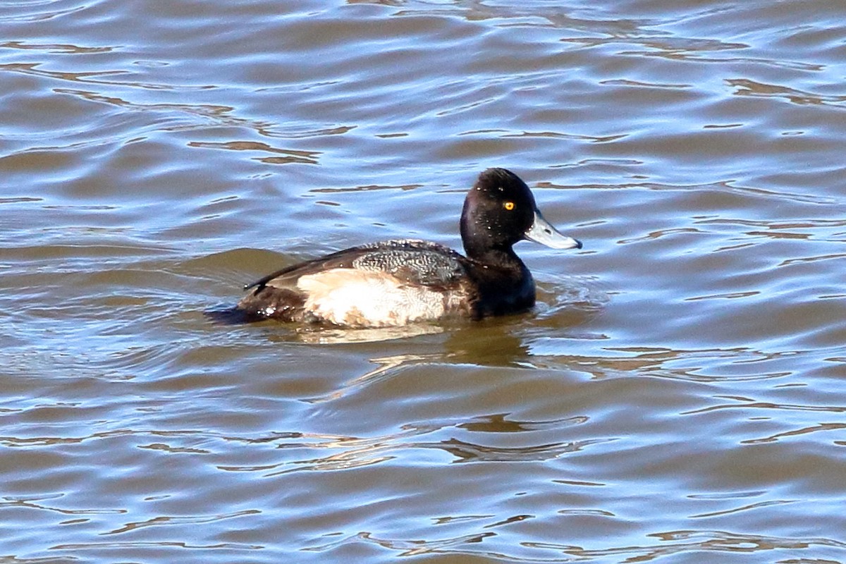 Lesser Scaup - ML81978281