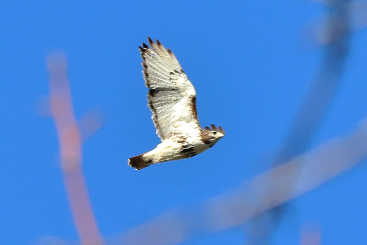 Red-tailed Hawk - ML81978451
